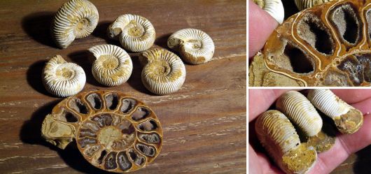 Small ammonite-convolute