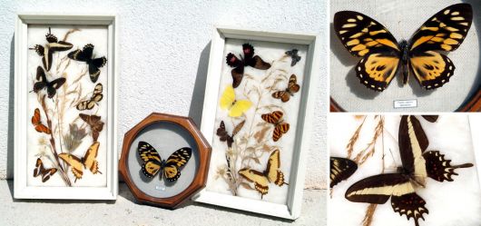 Showcases with tropic Butterflies