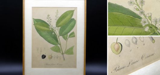 Botanical copper plate hand-colored 1833