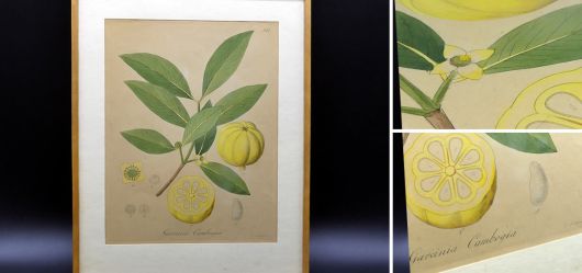 Botanical copper plate hand-colored 1833