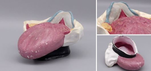 Anatomie-Modell der menschlichen Zunge Handbemalt 1950er