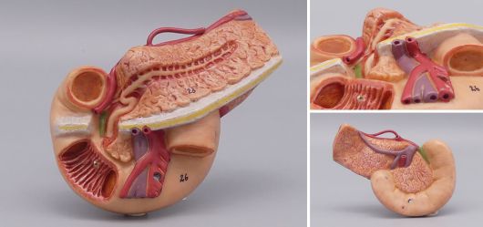 Anatomie Modell der Bauchspeicheldr�se Handbemalt Mitte 20. Jahrhundert