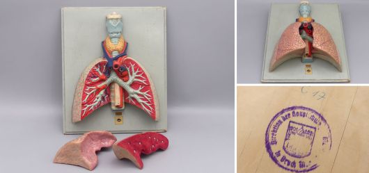 Anatomie-Modell der Lunge Deutsches Hygiene-Museum Dresden 1950er