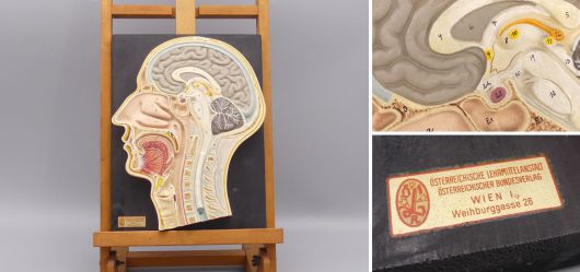 Antiker Medianschnitt des Kopfes Gipsmodell Wien um 1920