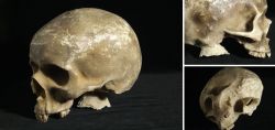 Replica Human skull