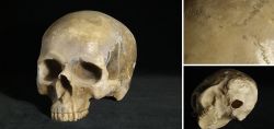 Replica Human skull