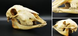 Schädel vom weiblichen Mufflon