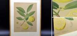 Botanical copper plate hand-colored 1833