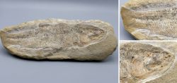 Fisch-Fossil Tharrhias araripis
