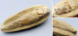 Fisch-Fossil Rhacolepis buccalis