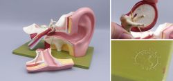 Antikes SOMSO Ohr-Modell Anatomie-Lehrmittel aus Somsoplast 1950er