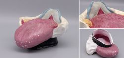 Anatomie-Modell der menschlichen Zunge Handbemalt 1950er