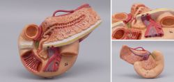 Anatomy Model of the Pancreas Hand-painted Mid-20th Century